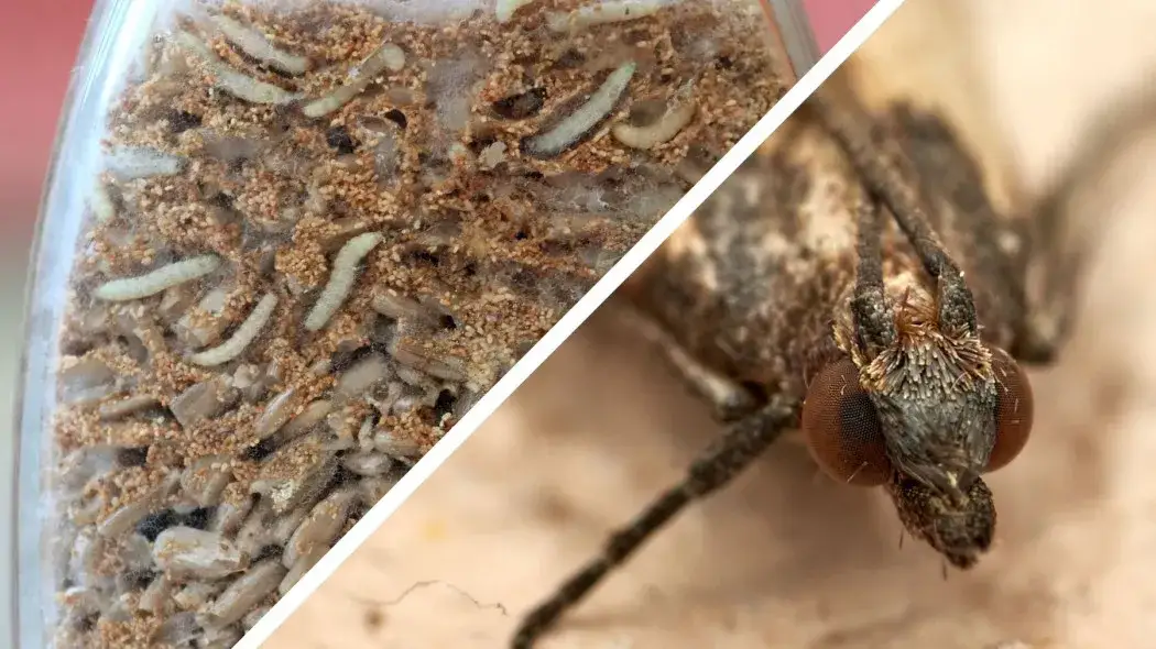 Jak rozmnażają się mole spożywcze i jak ich unikać w kuchni