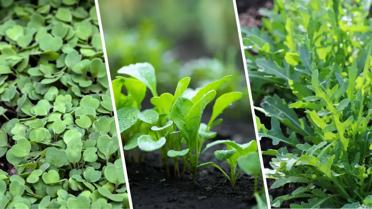 Rukola zimą w gruncie? Tak! Sprawdź, jak mieć wczesne zbiory