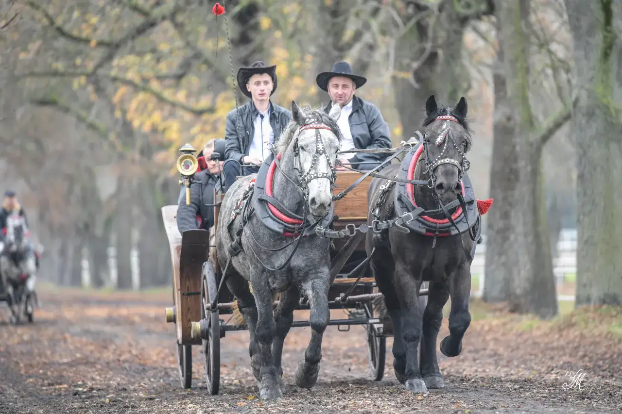 Stadnina Koni Michałów: Odkryj Legendę, Czempionów i Zwiedzanie