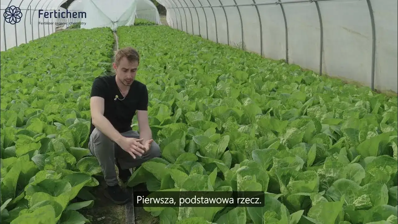 Uprawa kapusty krok po kroku: Sekrety zdrowych i twardych główek