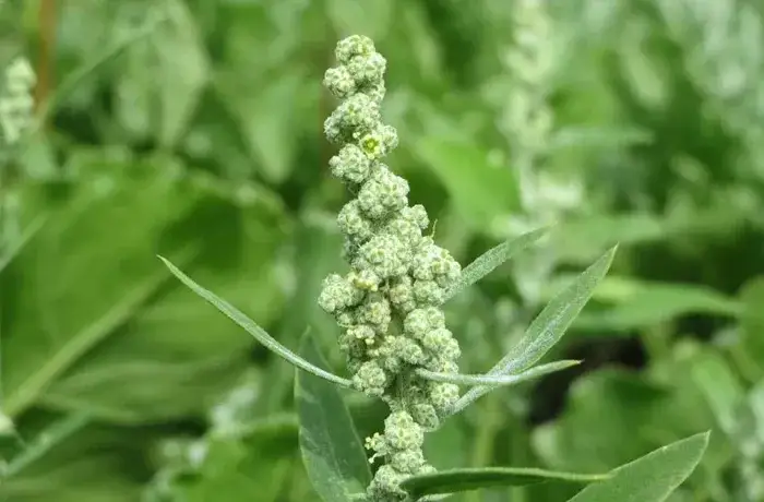 Chwasty z białymi kwiatami: identyfikacja, zwalczanie i zaskakujące zastosowania