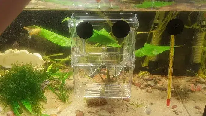 Jak zrobić kotnik dla gupika, aby młode rybki były bezpieczne i zdrowe