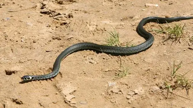 Węże w Polsce: 4 gatunki, 1 jadowity. Rozpoznaj je i bądź bezpieczny!