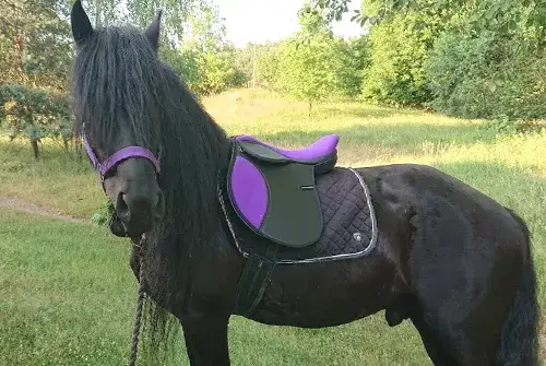 Stadnina Żarowo - najlepsze jazdy konne i wyjątkowe atrakcje