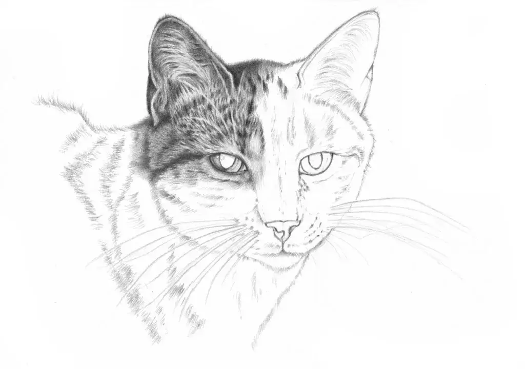 Jak namalować kotka: proste kroki, które każdy może opanować