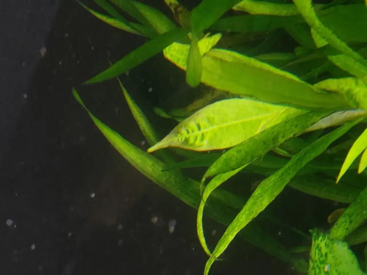 Kiedy podawać potas do akwarium, aby uniknąć problemów z roślinami