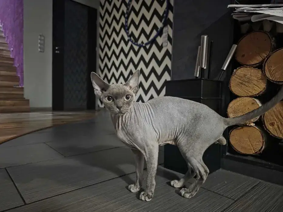 Reproduktor Devon Rex: Cechy, ceny i dostępność w Polsce