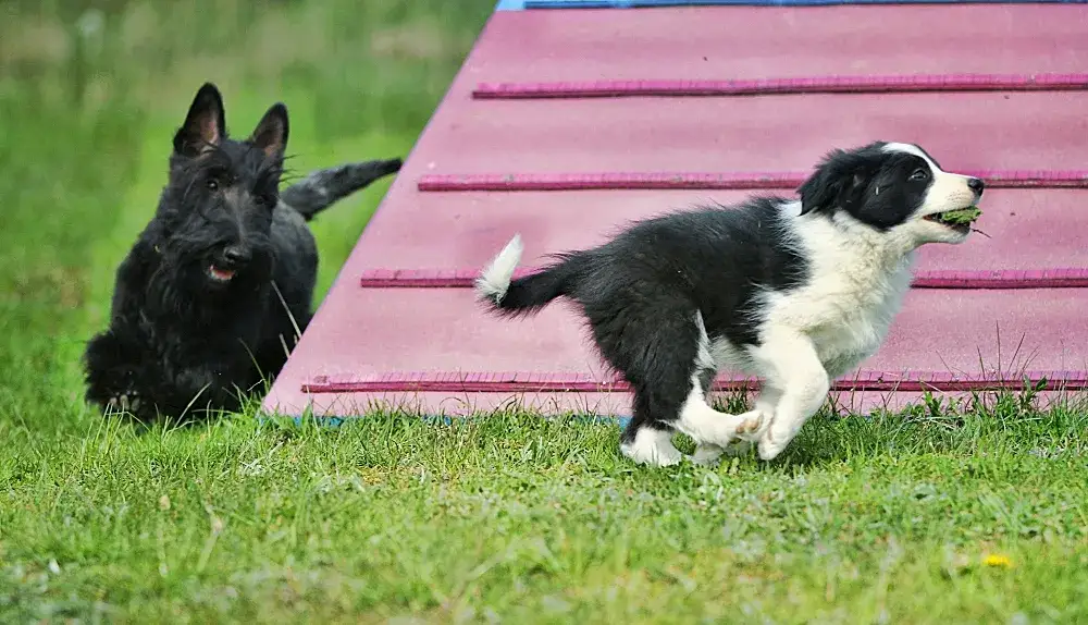 Border collie szczeniak: wymiana sierści kiedy i jak pomóc?