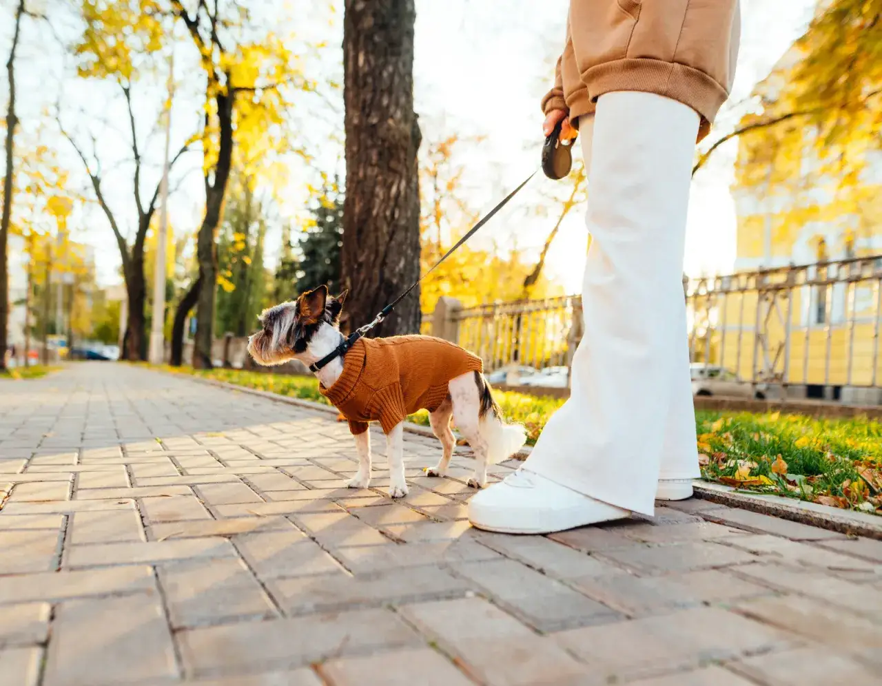Kiedy wychodzić z psem na spacer przed czy po jedzeniu, aby uniknąć problemów trawiennych
