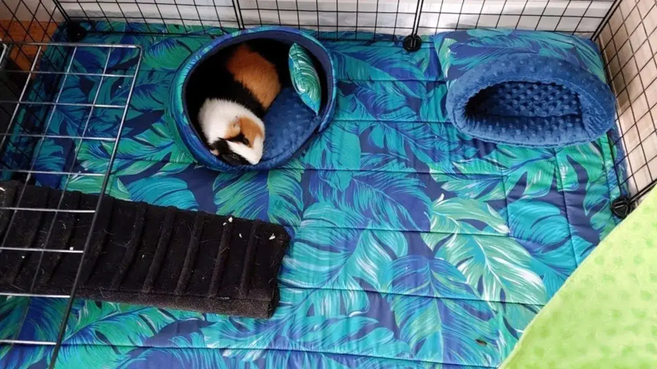 Co na dno klatki dla świnki morskiej, aby zapewnić komfort i bezpieczeństwo