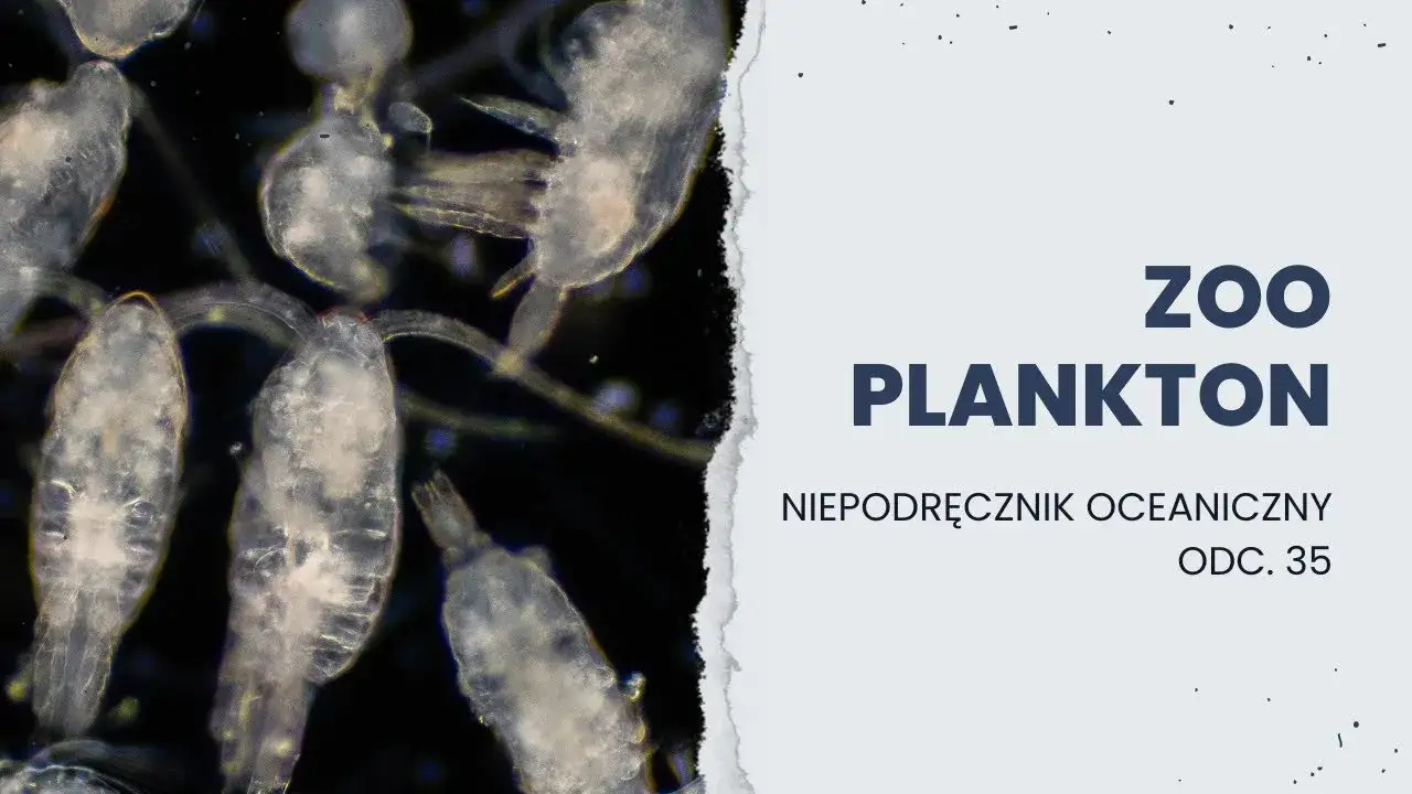 Jakie znaczenie mają protisty dla organizmów w Bałtyku i ich zdrowia