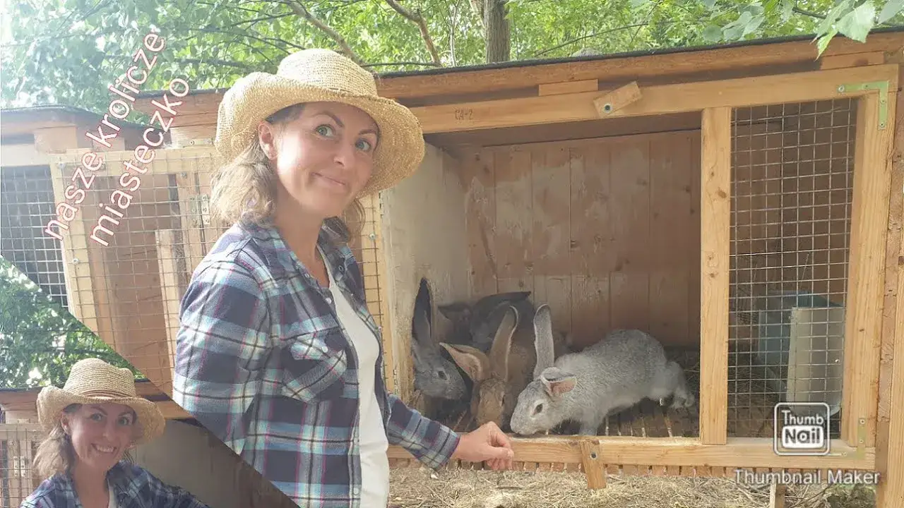 Jak zrobić klatkę dla królika - bezpieczne i komfortowe rozwiązania