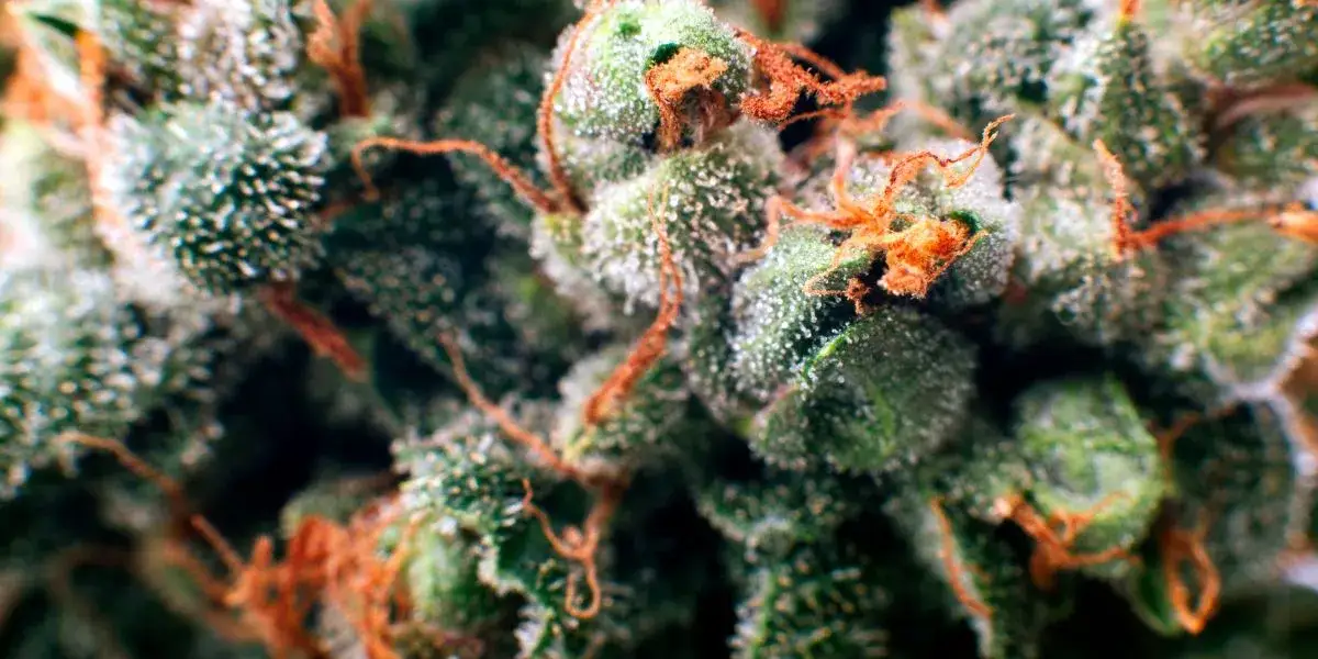 Czy medyczna ma THC? Odkryj stężenia i skutki terapeutyczne