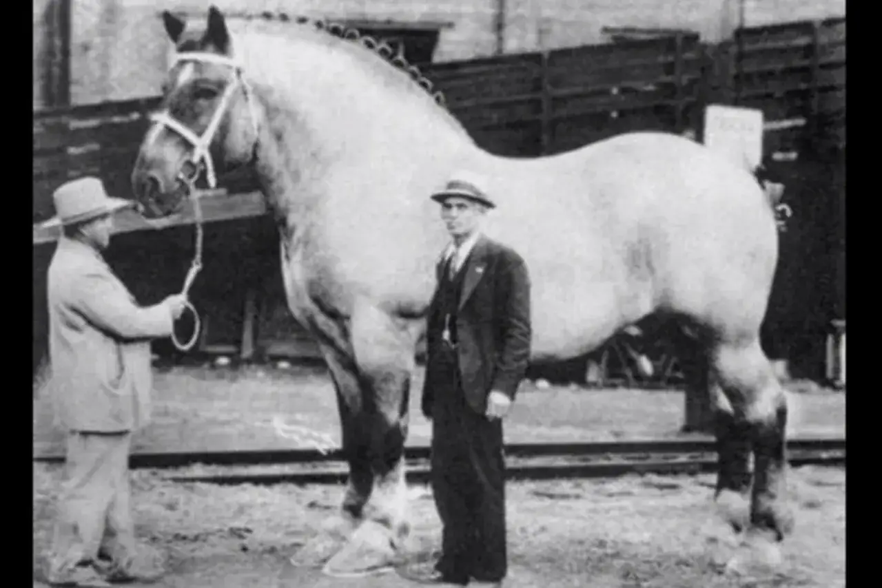 Oto jak wygląda największy koń na świecie, obok niego stoi człowiek, by pokazać jego gigantyczne rozmiary.