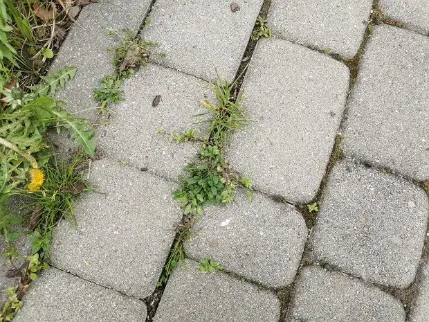 Chwasty w kostce? Pozbądź się ich trwale! Poradnik eksperta