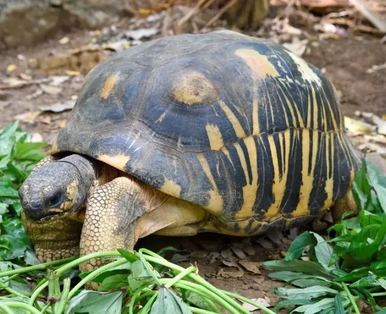 Żółw to gad czy ssak? Odkryj prawdę o jego klasyfikacji