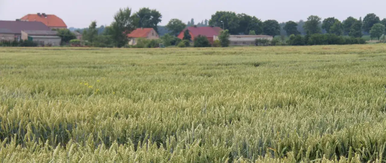 Dzierżawa gruntów KOWR: Wzory dokumentów, jak uniknąć błędów?