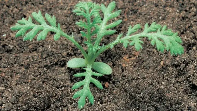 Rumian polny: Jak go rozpoznać i skutecznie zwalczyć?