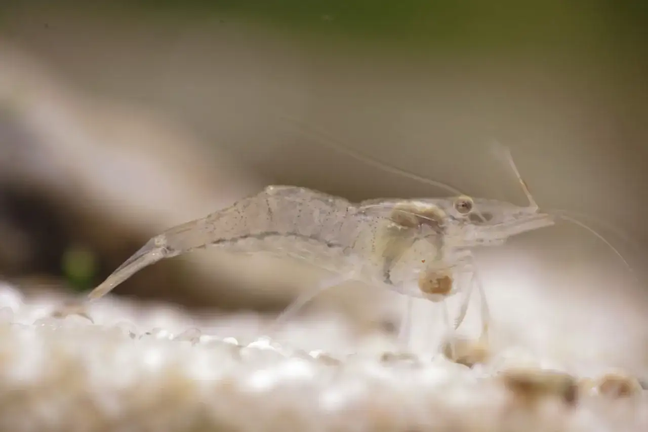 Czy w Bałtyku są krewetki? Odkryj ich gatunki i miejsca występowania