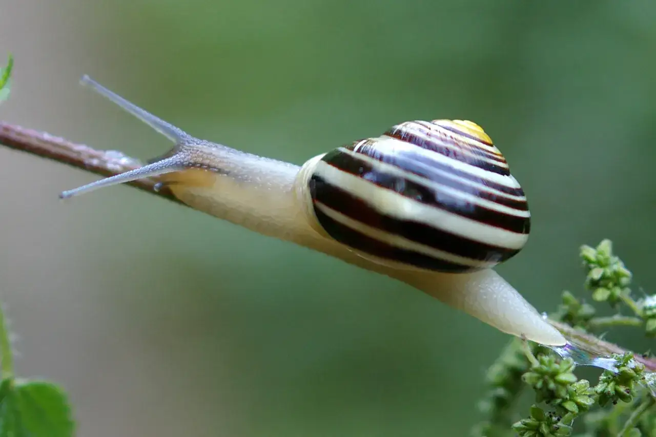 Jak rozmnażają się mięczaki? Odkryj fascynujące strategie ich rozrodu