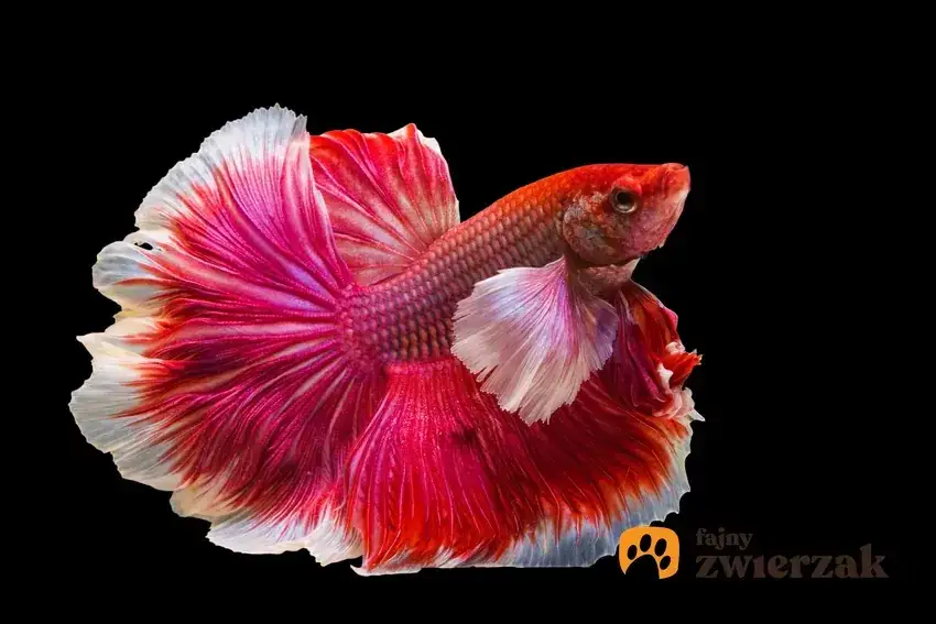 Jakie rybki do kuli bez filtra - łatwe w pielęgnacji dla początkujących