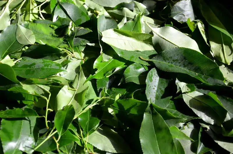 Z jakich liści można zrobić herbatę? Odkryj zdrowe i smaczne opcje