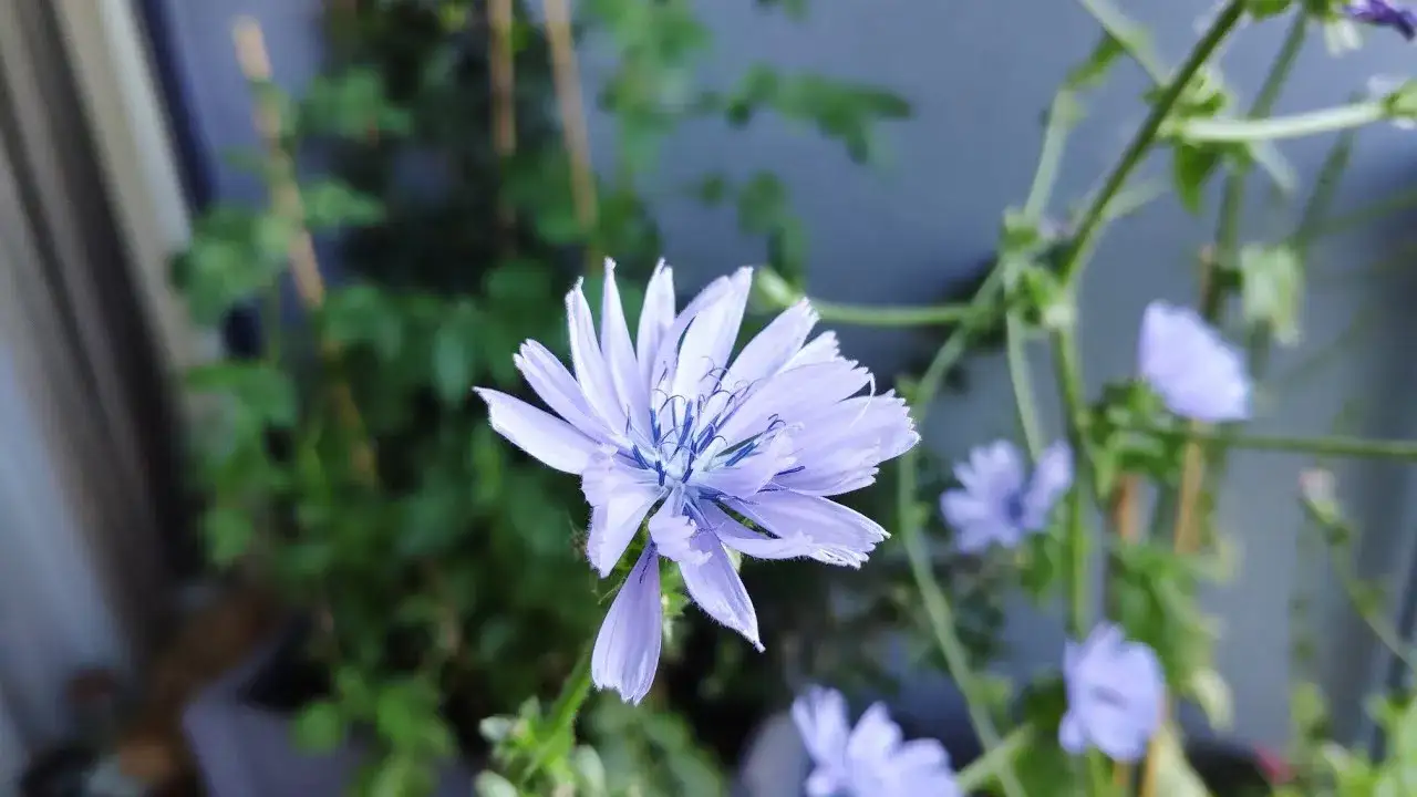 Jak kwitnie cykoria? Odkryj jej piękne kwiaty i czas kwitnienia