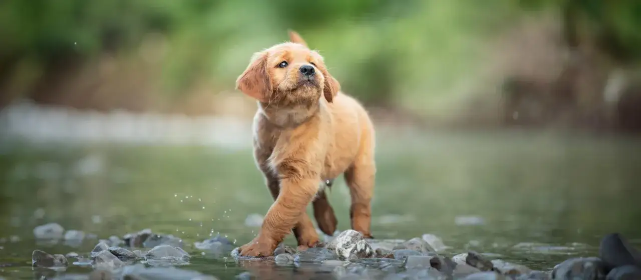 Dawkowanie suchej karmy dla psa: Jak ustalić idealną porcję?