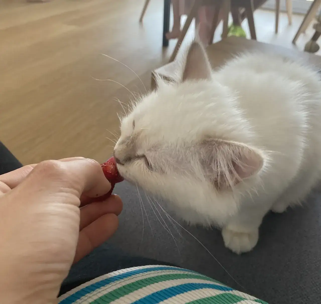 Czy koty mogą jeść truskawki - Zasady karmienia i bezpieczeństwo pupila