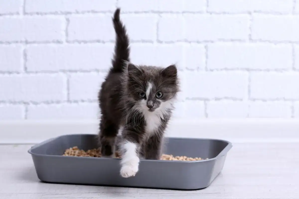 Kiedy kociak zacznie korzystać z kuwety? Sprawdź, jak go nauczyć.