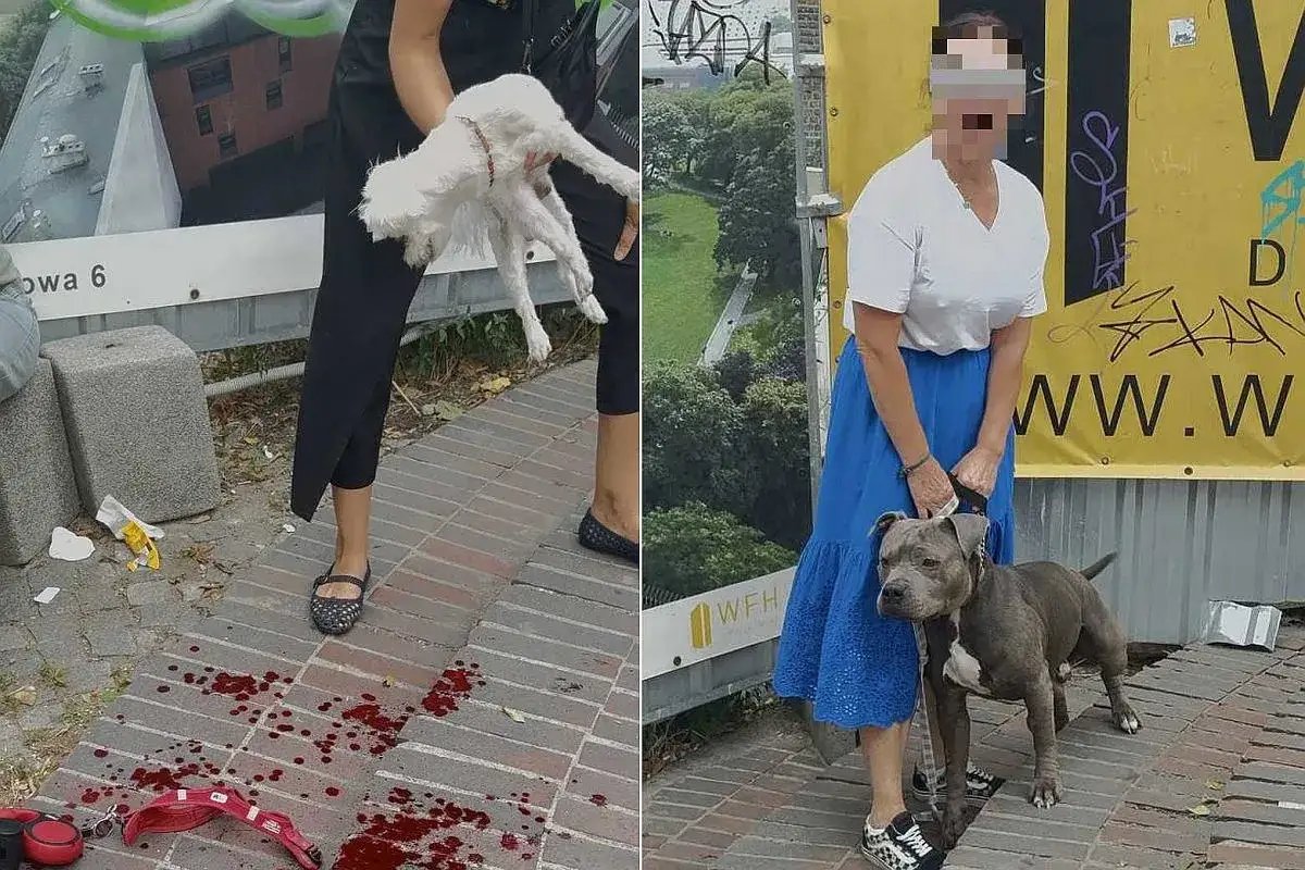Dwie sceny: po lewej biały pies w rękach, plamy krwi na chodniku. Po prawej kobieta z pitbullem. Czy to polowanie na psy kolejność?