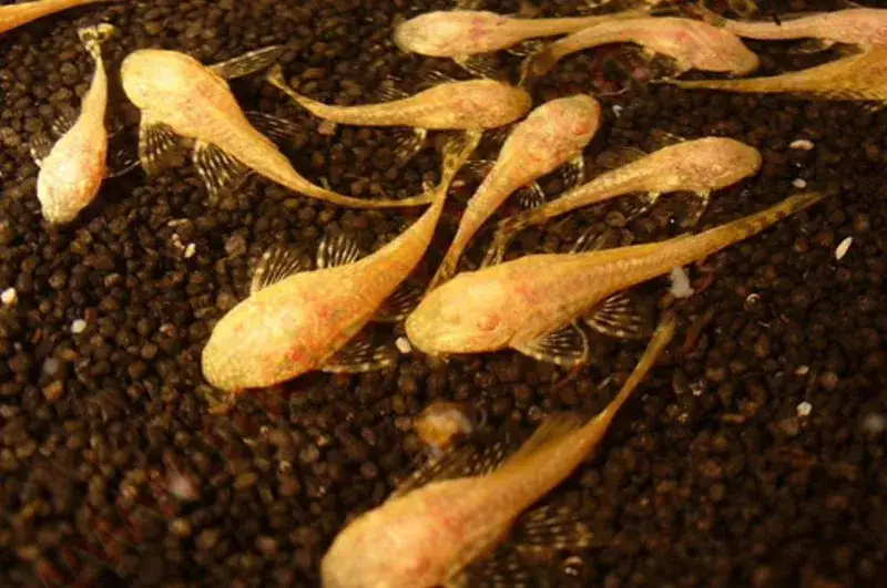 Jaka temperatura w akwarium dla glonojada? Optymalne warunki dla zdrowia ryb