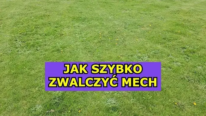 Wapnowanie trawnika: Jak pozbyć się mchu i wzmocnić darń?