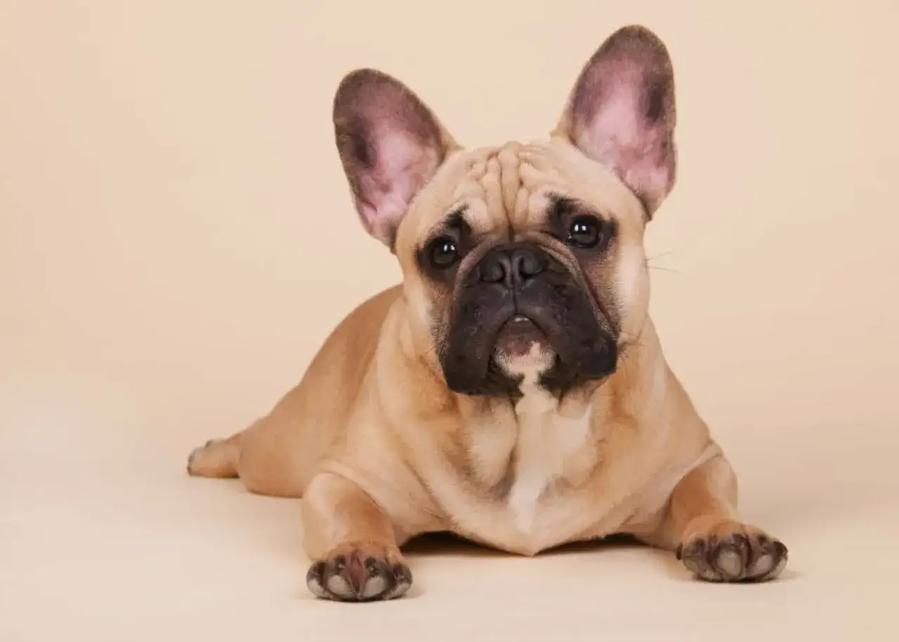 Buldog francuski szczeniak: Ile karmy podawać? Poradnik eksperta