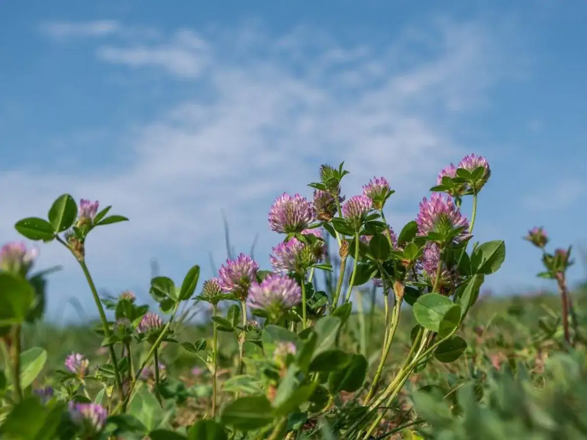 Koniczyna czerwona: Jak raz na zawsze pozbyć się jej z trawnika?