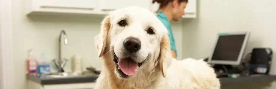 Odrobaczanie psa na czczo czy po jedzeniu - co jest skuteczniejsze?