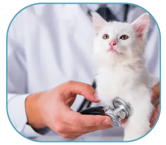 Kiedy sterylizować kotkę, aby uniknąć problemów zdrowotnych?