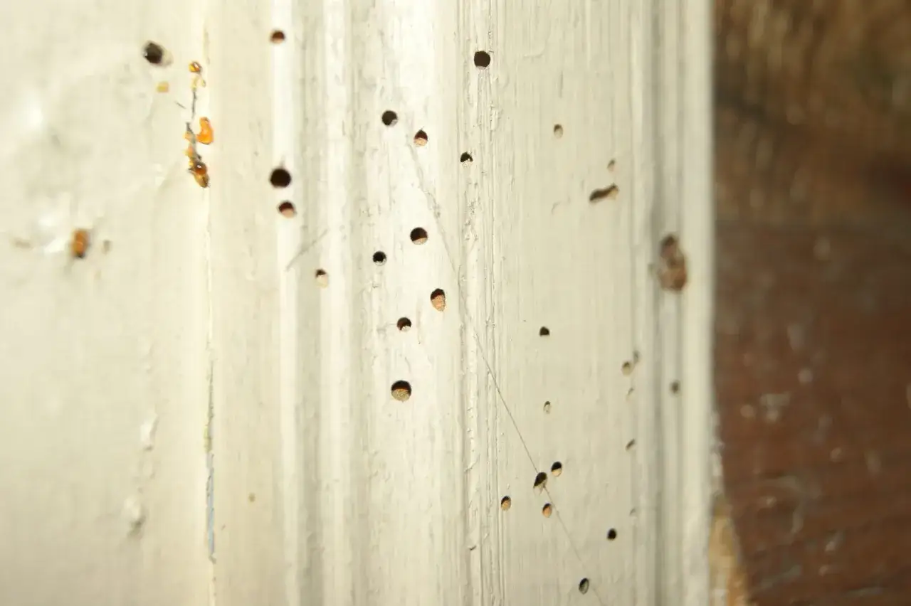 Drewno z licznymi otworami, jak po kornikach. Szukasz sposobu, czym wypełnić duże ubytki w drewnie?