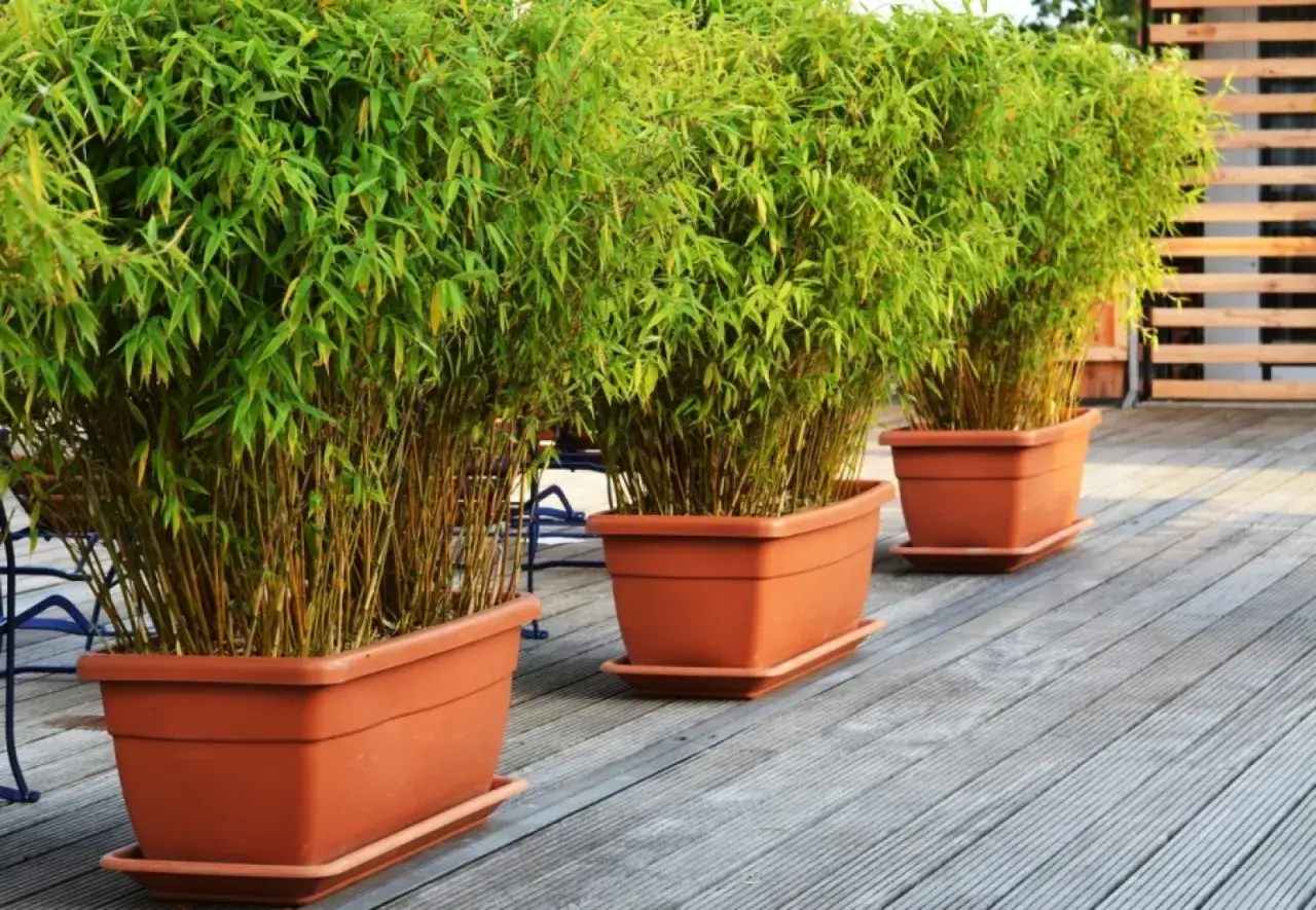 Jaka ziemia do bambusa w doniczce? Stwórz idealne podłoże!