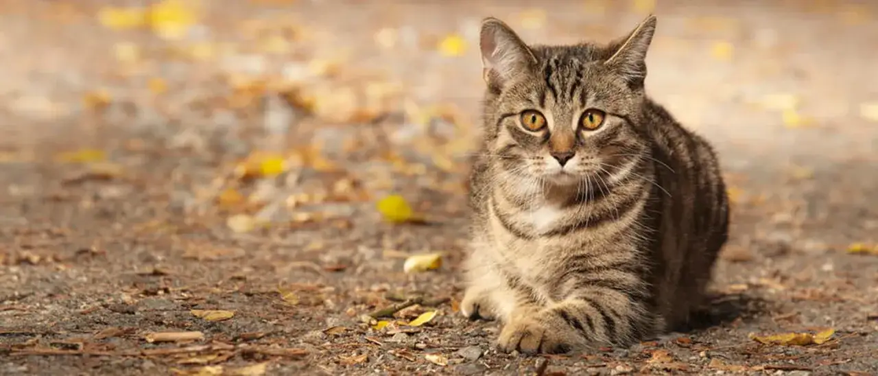 Jak długo kotka ma ruje? Poznaj fakty o czasie trwania rui