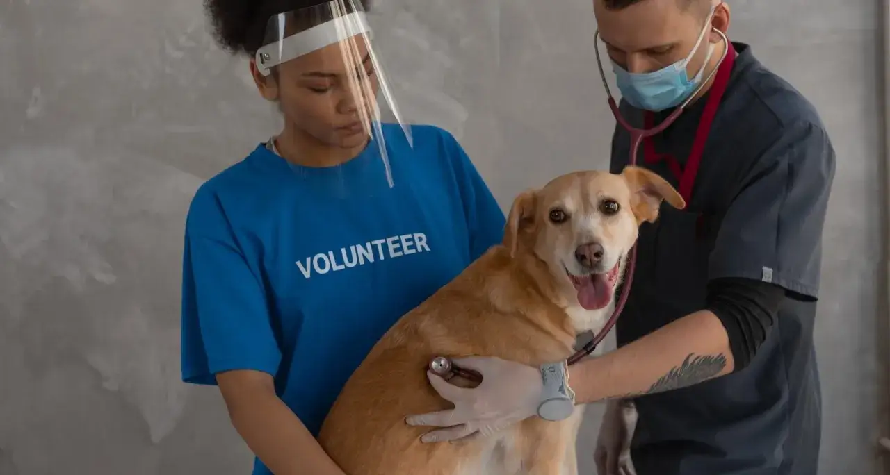 Weterynarz i wolontariuszka badają psa. Rokowania w chorobie odkleszczowej u psa są kluczowe dla jego zdrowia.