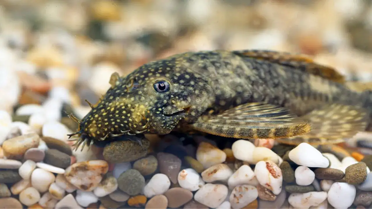 Glonojad w zbliżeniu na kamienistym dnie akwarium.