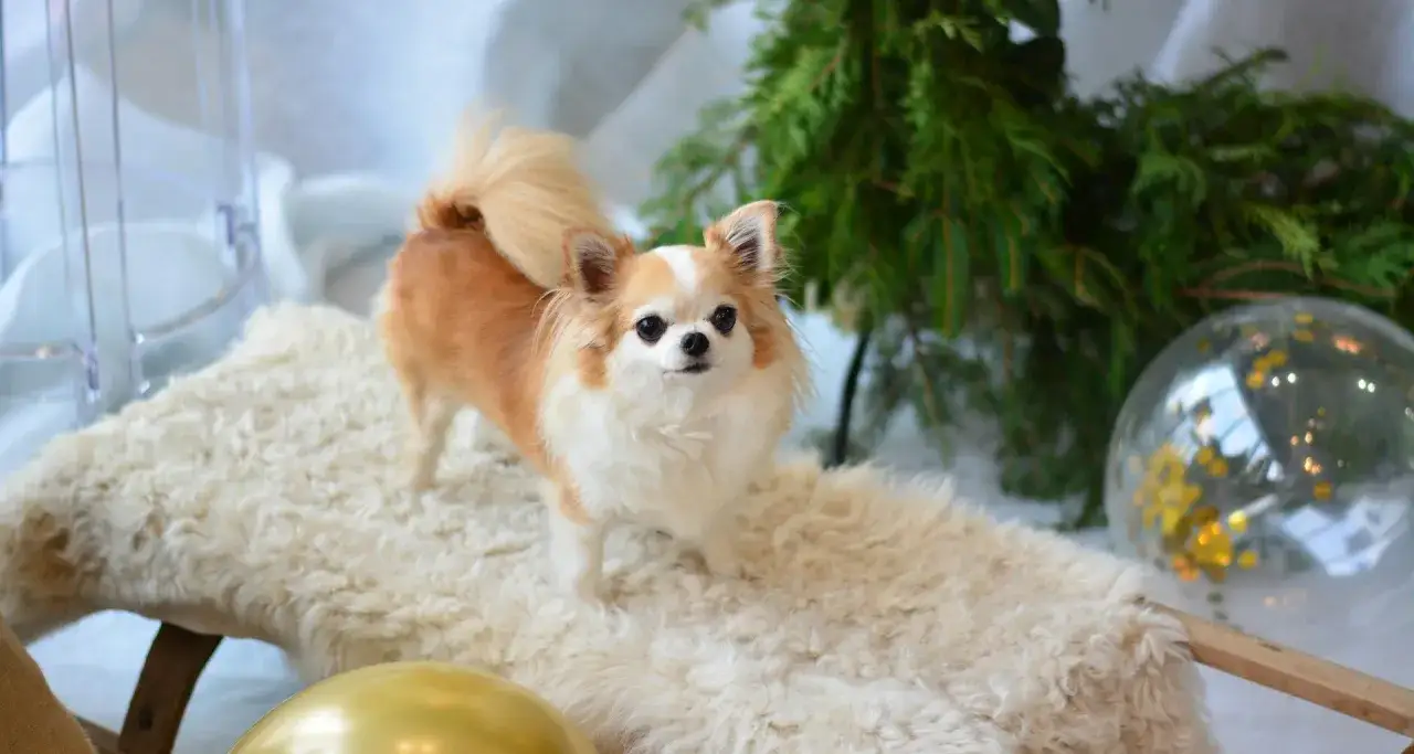 Uroczy piesek rasy chihuahua, pies z rodziny zastępczej, pozuje na tle świątecznych dekoracji.