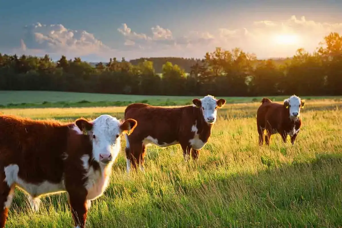 Trzy urocze krowy rasy hereford pasące się na łące o zachodzie słońca.