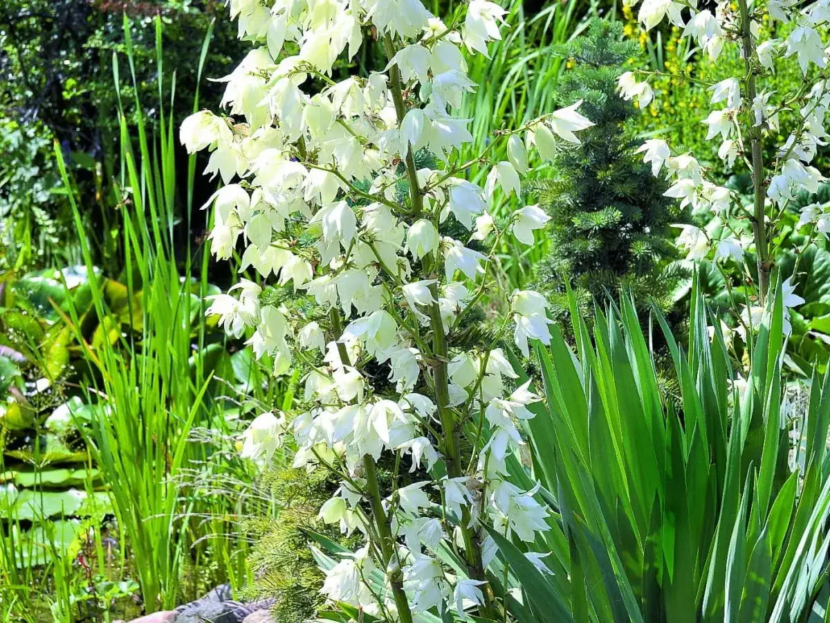 Juka ogrodowa: Czym i kiedy nawozić dla bujnego kwitnienia?