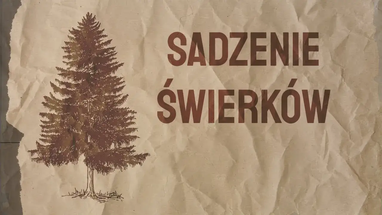 Kiedy sadzić świerk? Wiosna czy jesień? Poradnik Neli Szymczak