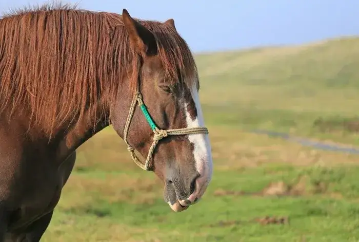 Jak śpi koń? Tajemnice snu REM i dobrostanu twojego wierzchowca.