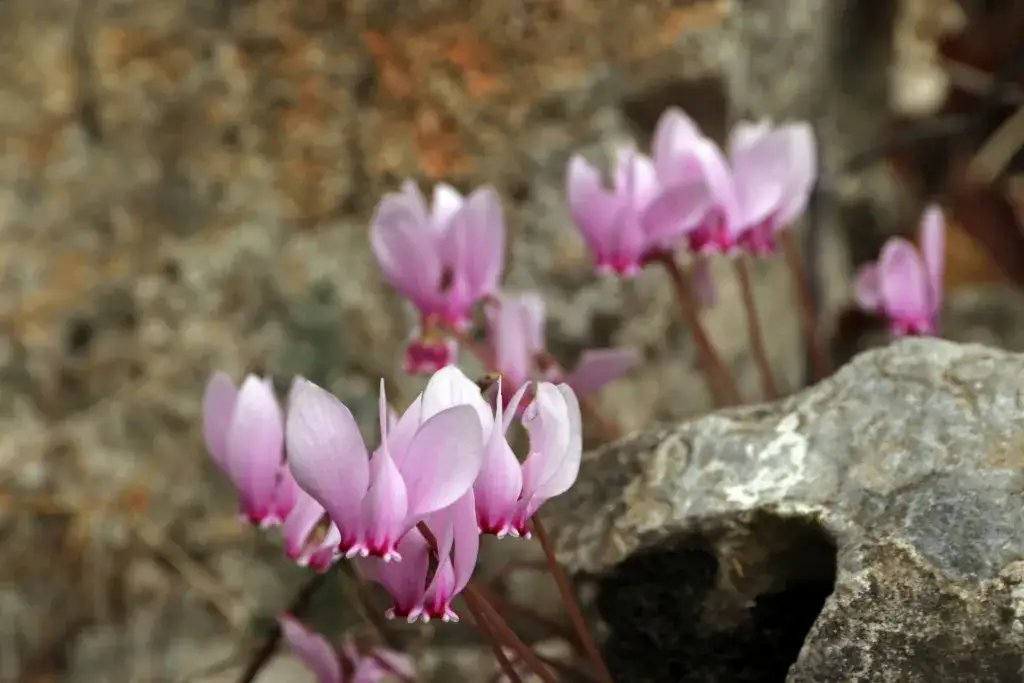 Kiedy sadzić cyklameny ogrodowe, by uniknąć błędów i cieszyć się kwitnieniem