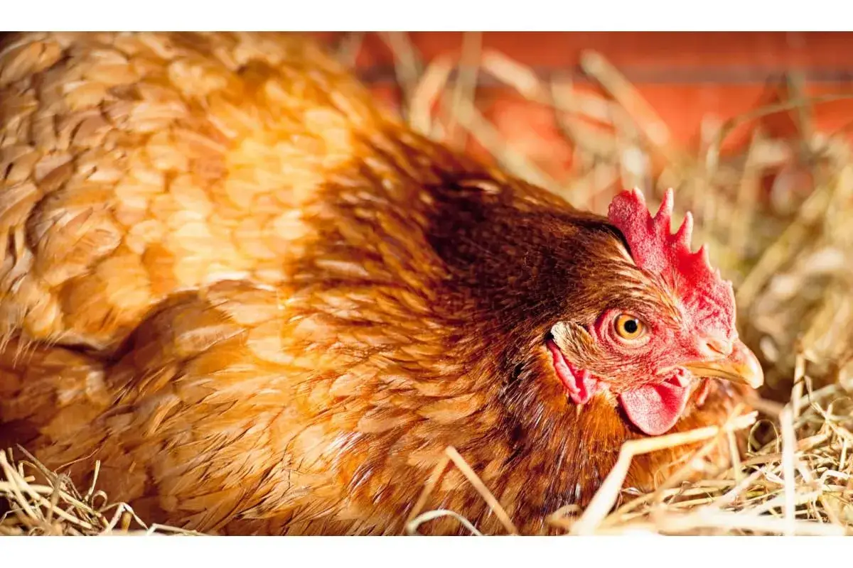 Brązowa kura w słomie, z czerwonym grzebieniem, wydaje ciche kwoczenie.