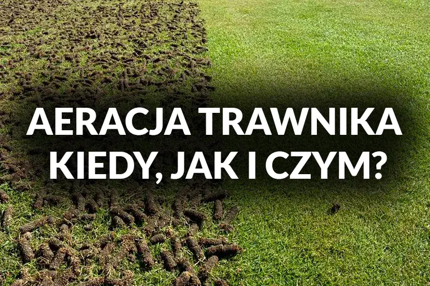 Kiedy aeracja trawnika? Optymalne terminy i wskazówki [2024]